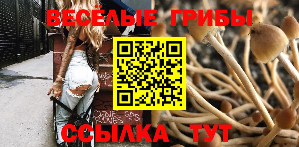 Галлюциногенные грибы Psilocybe Зеленодольск