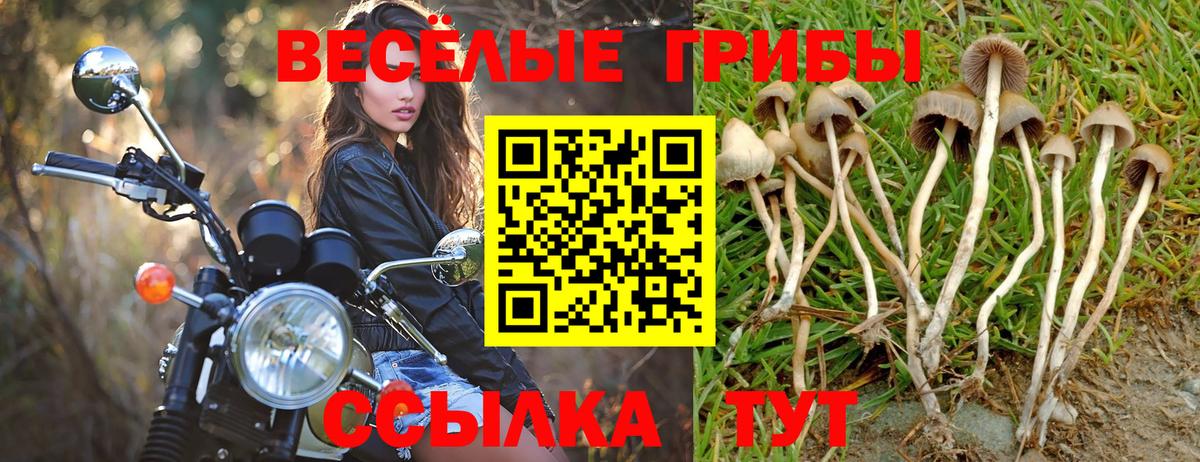 Псилоцибиновые грибы Psilocybe  Вход с VPN  Зеленодольск 
